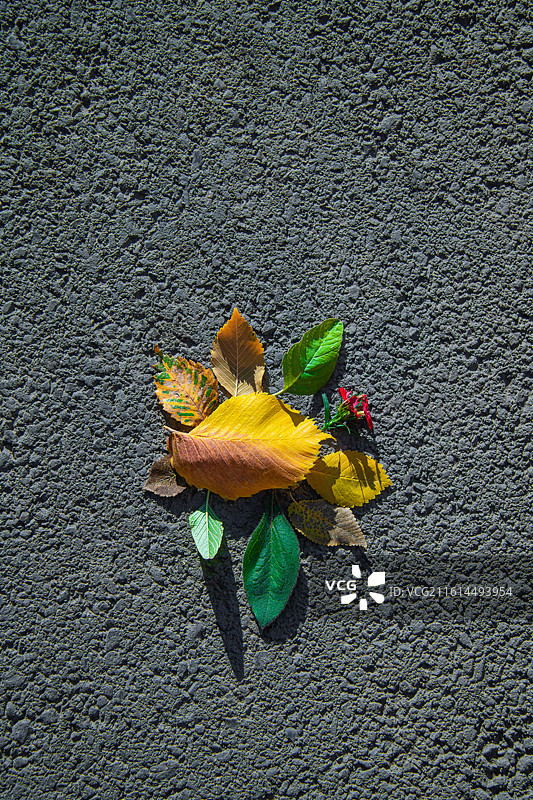 落叶 秋天 立秋 二十四节气 孤独 寂寞的情绪图片素材