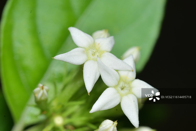 中国植物-白花玉叶金花Mussaenda pubescens var. alba图片素材