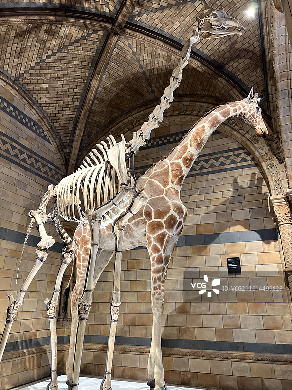 英国自然历史博物馆图片素材