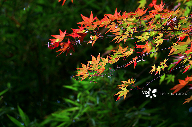 侧逆光下朦胧绿背景前的多色枫叶图片素材