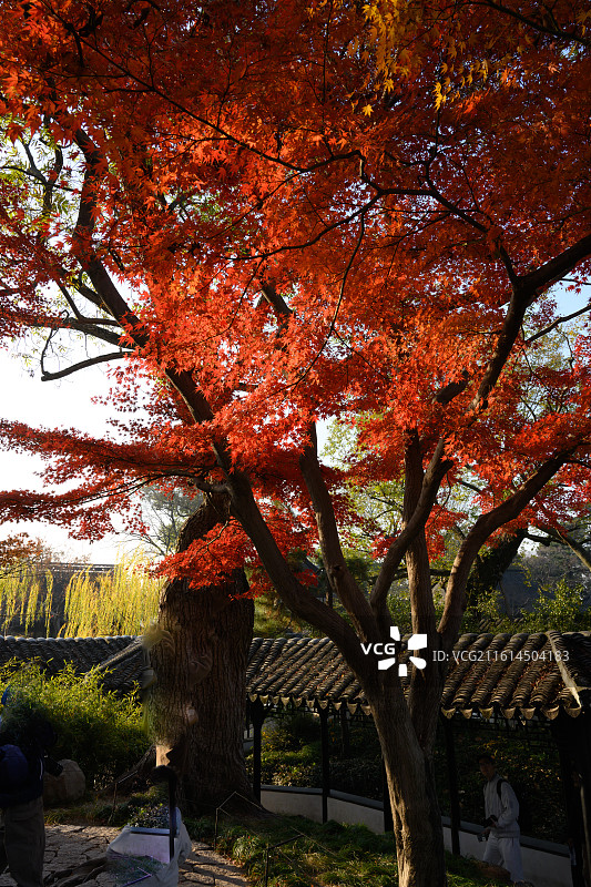 拙政园12月秋天景色图片素材