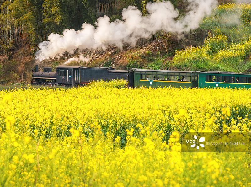 中国四川省乐山市犍为县正在穿越油菜花海的嘉阳小火车图片素材