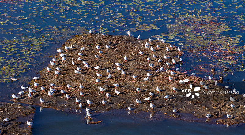 云南大理洱海的红嘴鸥群图片素材