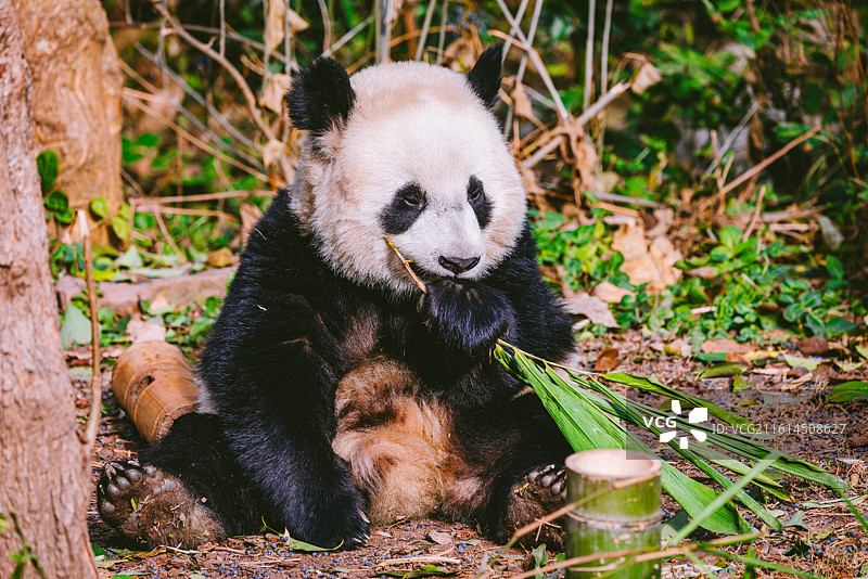 中国四川成都大熊猫繁育基地大熊猫户外活动图片素材