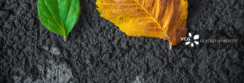 落叶 秋天 立秋 二十四节气 孤独 寂寞的情绪图片素材