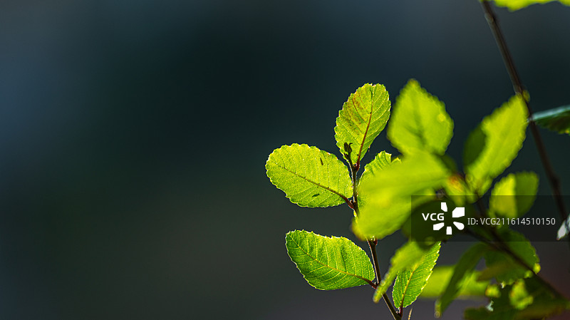 落叶 秋天 立秋 二十四节气 孤独 寂寞的情绪图片素材