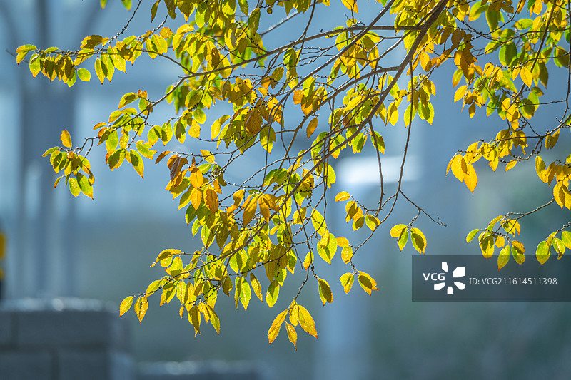 落叶 秋天 立秋 二十四节气 孤独 寂寞的情绪图片素材