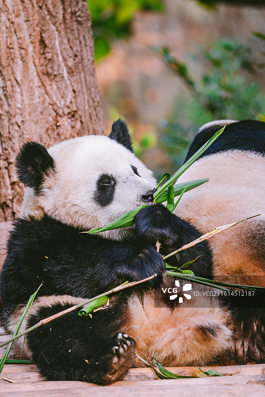 中国四川成都大熊猫繁育基地大熊猫户外活动图片素材