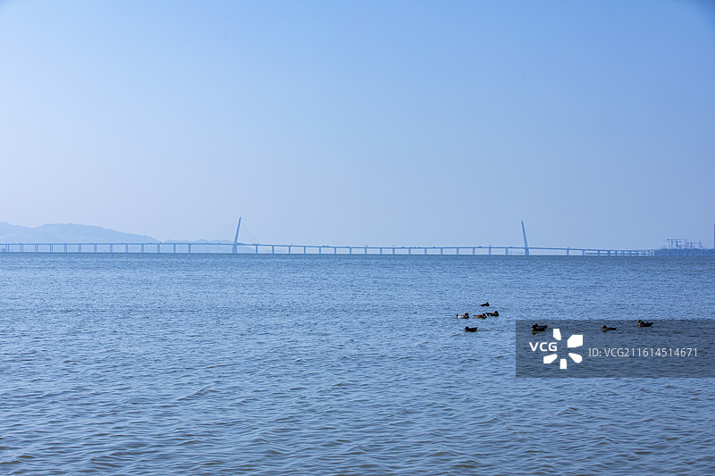 深圳湾候鸟栖息地风光图片素材