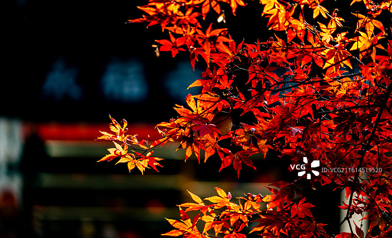 浙江杭州西湖灵隐永福禅寺红枫银杏枫叶红叶背景映衬中的最美寺院不二法门钱塘第一福地自然建筑景观图片素材