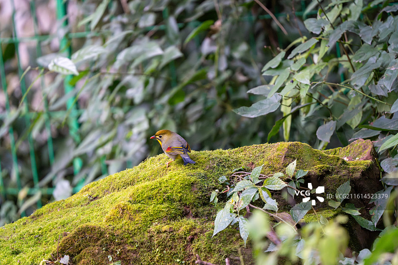 龙泉山红嘴相思鸟图片素材