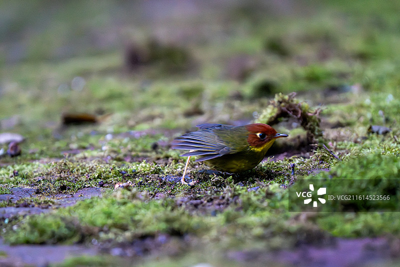 龙泉山栗头地莺图片素材