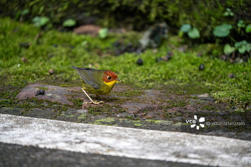龙泉山栗头地莺图片素材