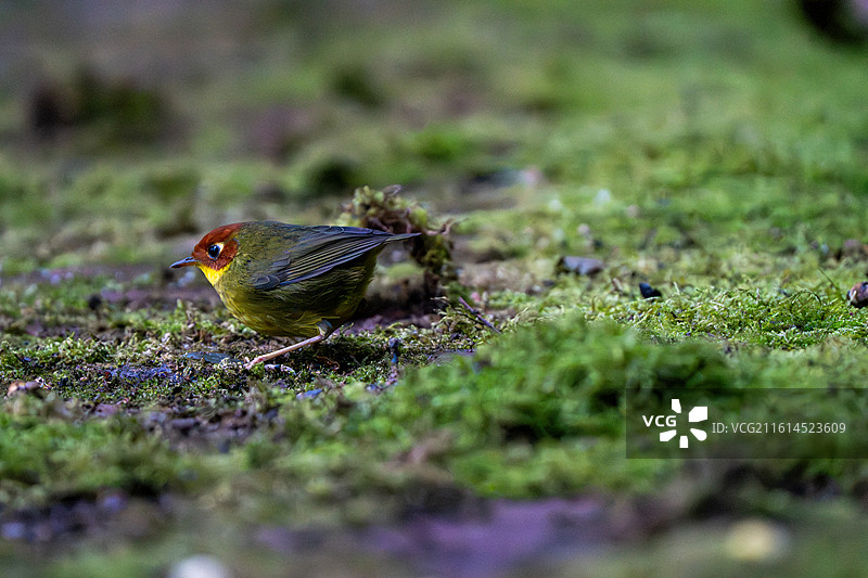 龙泉山栗头地莺图片素材
