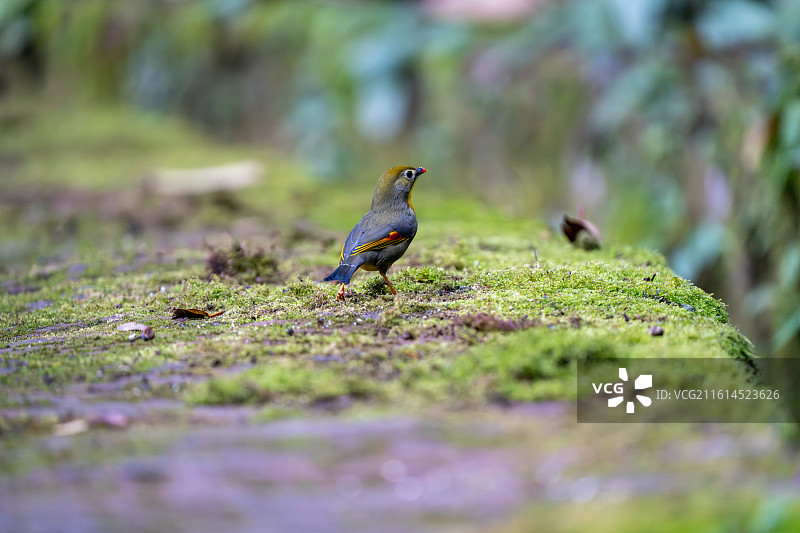 龙泉山红嘴相思鸟图片素材