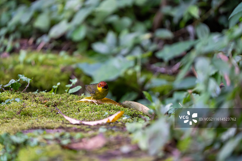 龙泉山栗头地莺图片素材