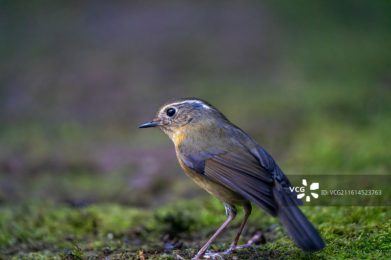 白眉林鸲图片素材