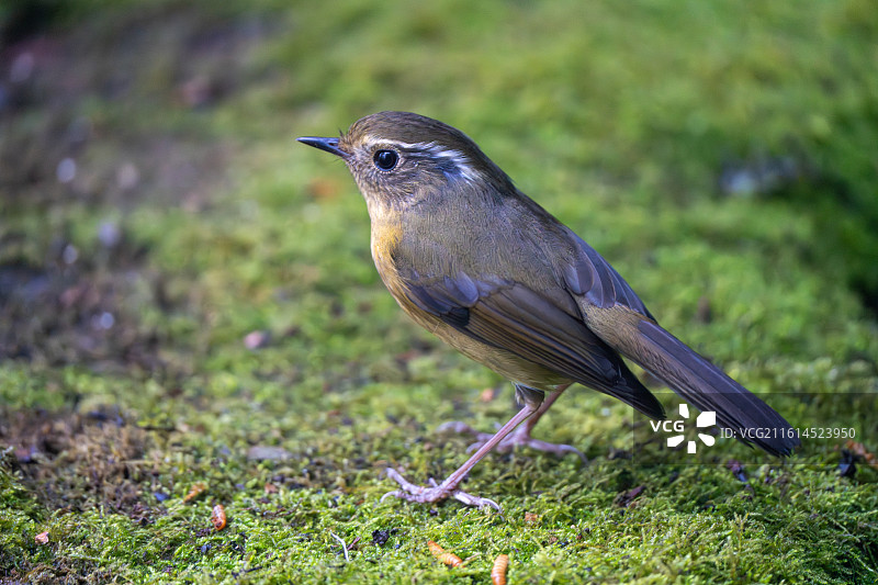 白眉林鸲图片素材