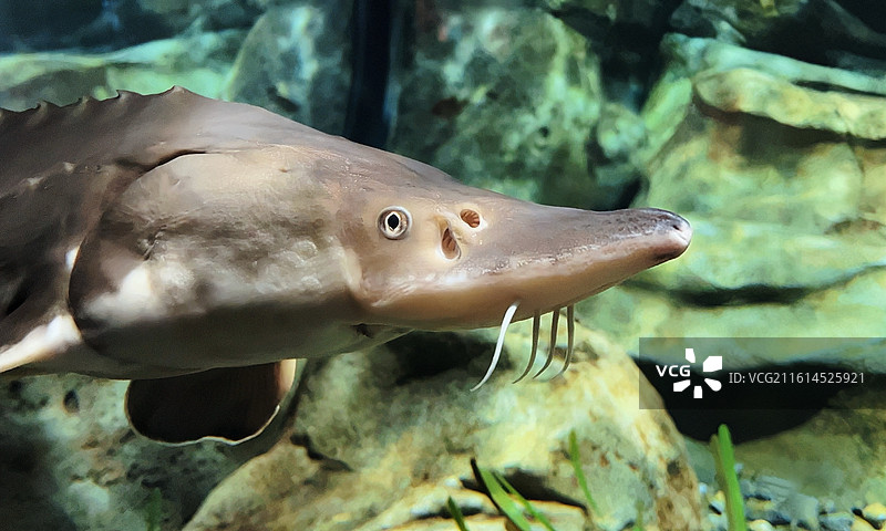 新加坡海洋生态馆Singapore Oceanarium展览的鲟鱼特写图片素材