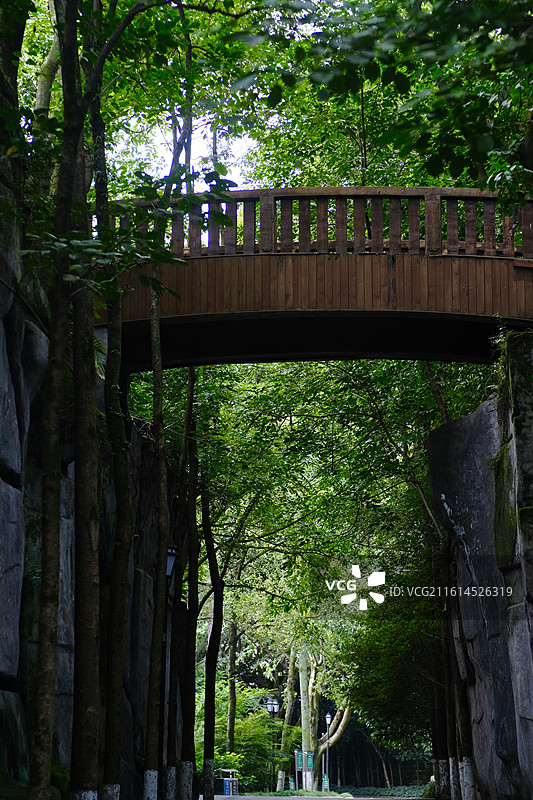 公园里的绿色美景图片素材