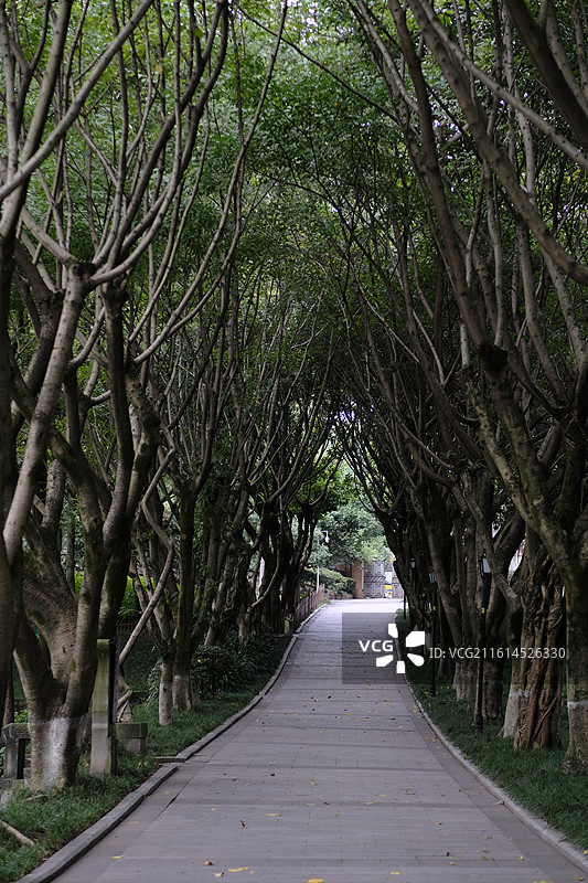 公园里的绿色美景图片素材