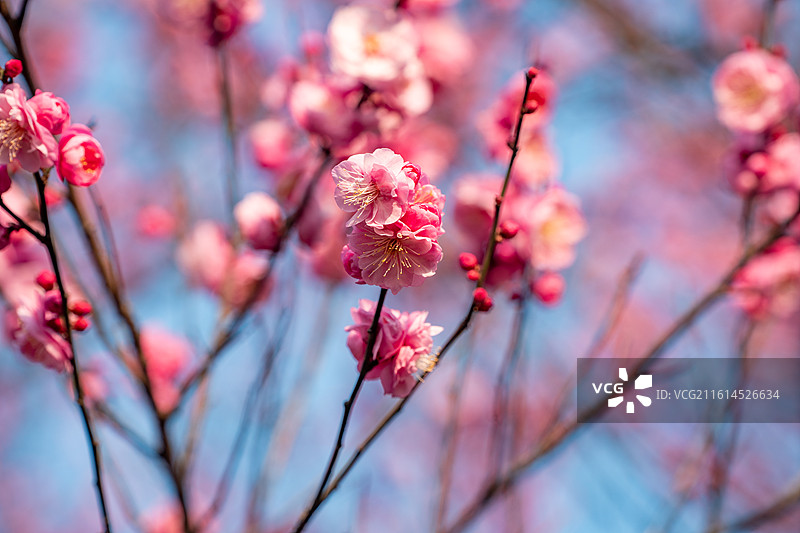 武汉竹叶海公园梅花特写：粉色梅朵伴花骨朵  春景花枝花簇图片素材