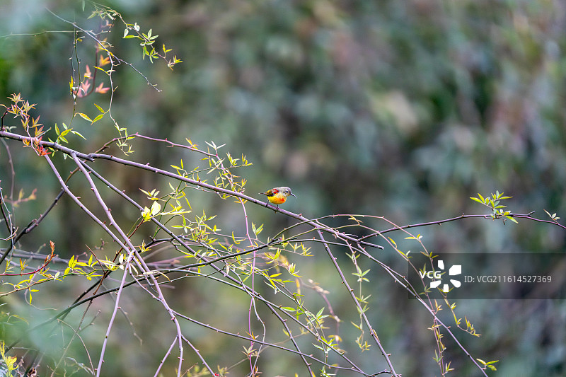 龙泉山蓝喉太阳鸟图片素材
