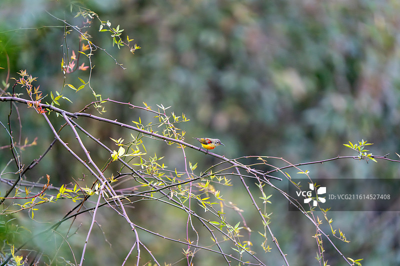 龙泉山蓝喉太阳鸟图片素材