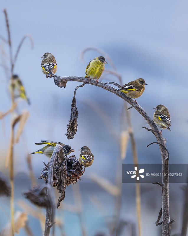 黑头金翅雀图片素材