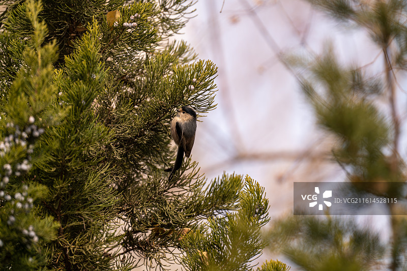 大烟囱黄河边的银喉长尾山雀图片素材