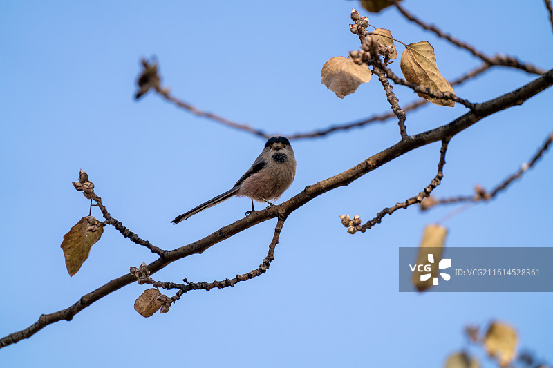 大烟囱黄河边的银喉长尾山雀图片素材