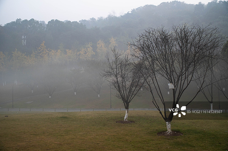 公园冬日湖畔迷雾景观图片素材
