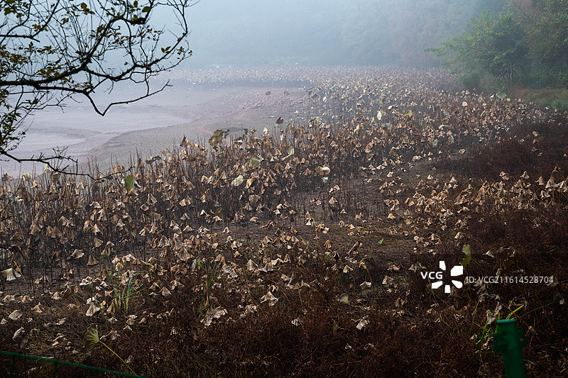 公园冬日湖畔迷雾景观图片素材