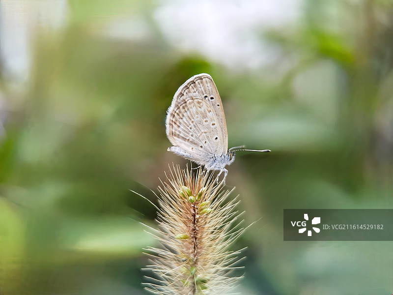 狗尾巴草上的小灰蝶图片素材