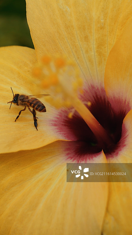 蜜蜂采蜜图片素材
