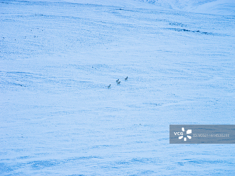 雪域高原上的灵动身影：藏野驴与普诺岗日冰川的绝美邂逅图片素材
