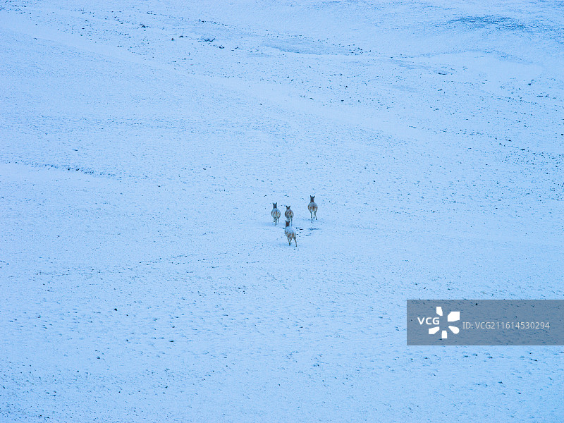 雪域高原上的灵动身影：藏野驴与普诺岗日冰川的绝美邂逅图片素材