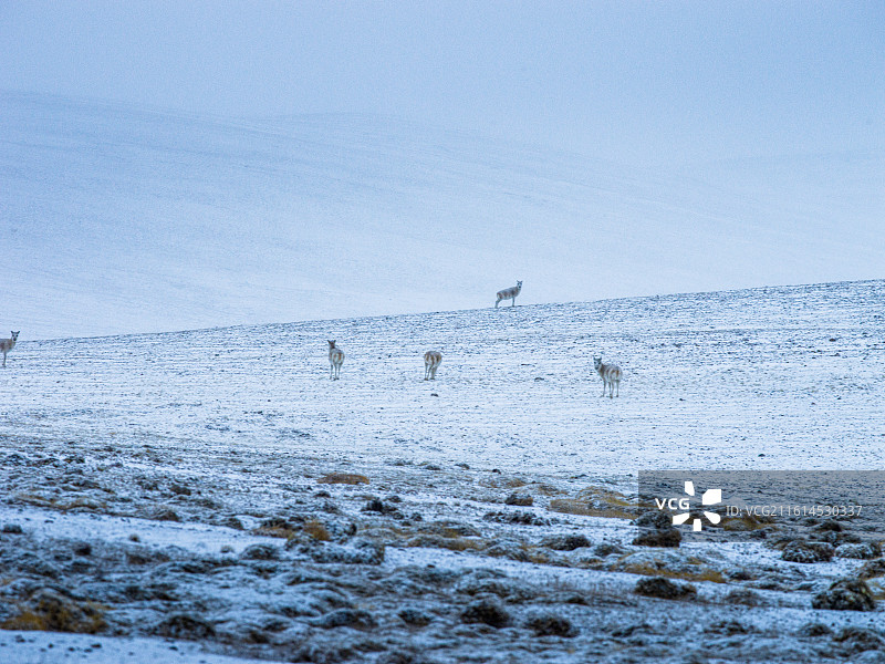 雪域高原上的灵动身影：藏野驴与普诺岗日冰川的绝美邂逅图片素材