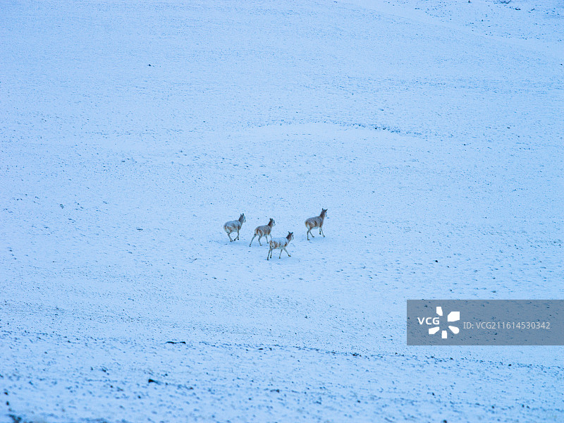 雪域高原上的灵动身影：藏野驴与普诺岗日冰川的绝美邂逅图片素材