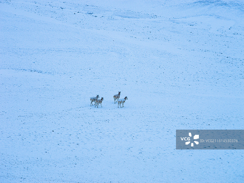 雪域高原上的灵动身影：藏野驴与普诺岗日冰川的绝美邂逅图片素材