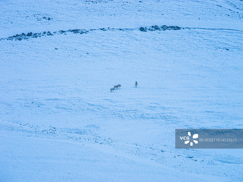 雪域高原上的灵动身影：藏野驴与普诺岗日冰川的绝美邂逅图片素材