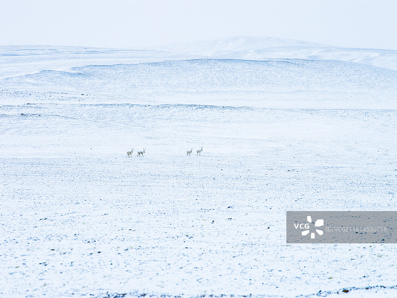 藏北高原：普诺岗日冰川下的灵动生灵图片素材