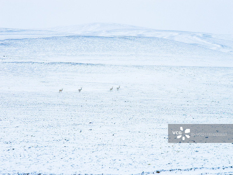 藏北高原：普诺岗日冰川下的灵动生灵图片素材