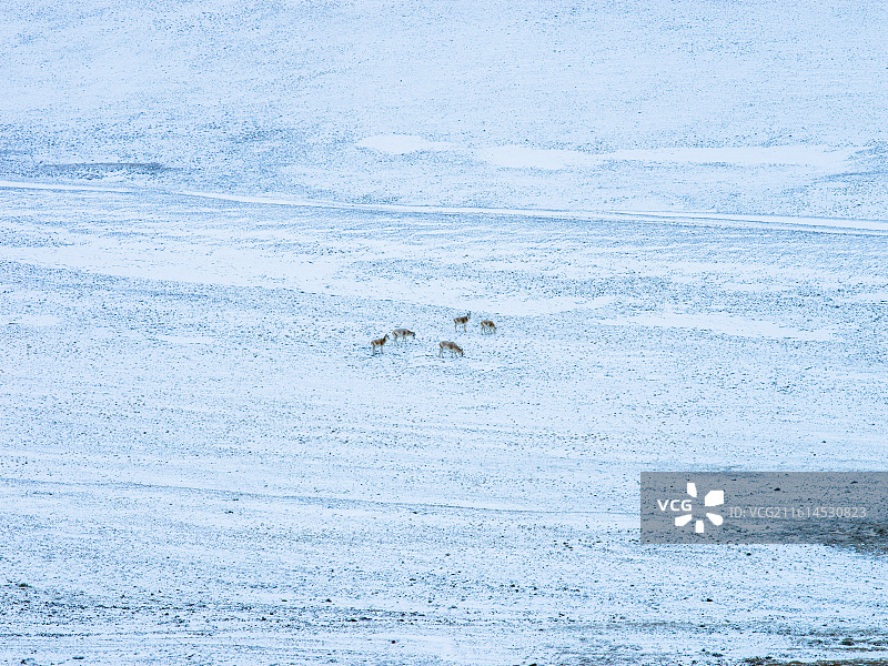 藏北高原：普诺岗日冰川下的灵动生灵图片素材