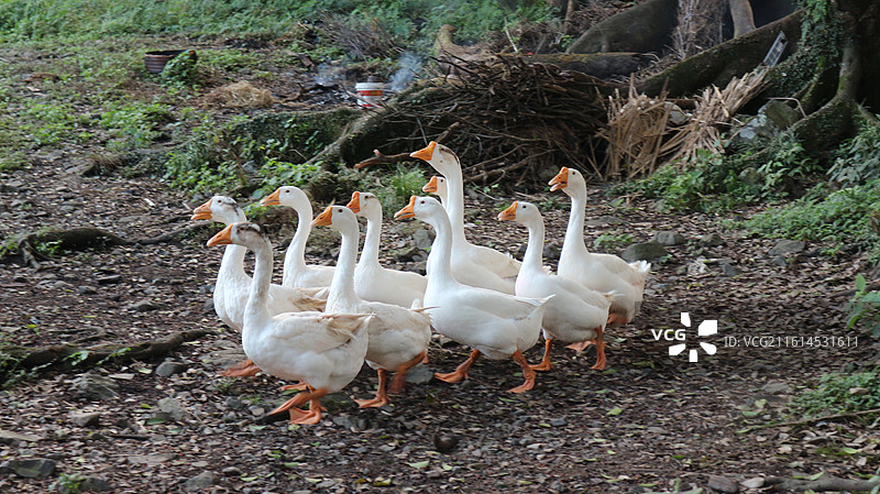 一群在等待主人的大白鹅图片素材