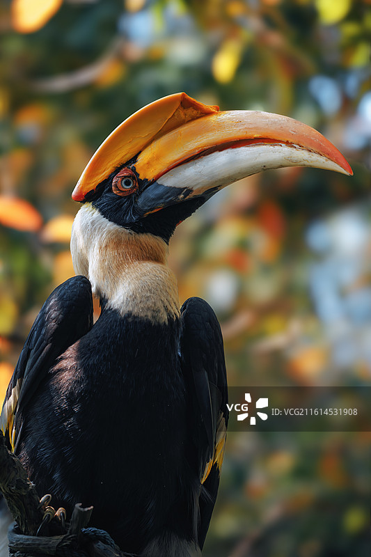 双角犀鸟图片素材