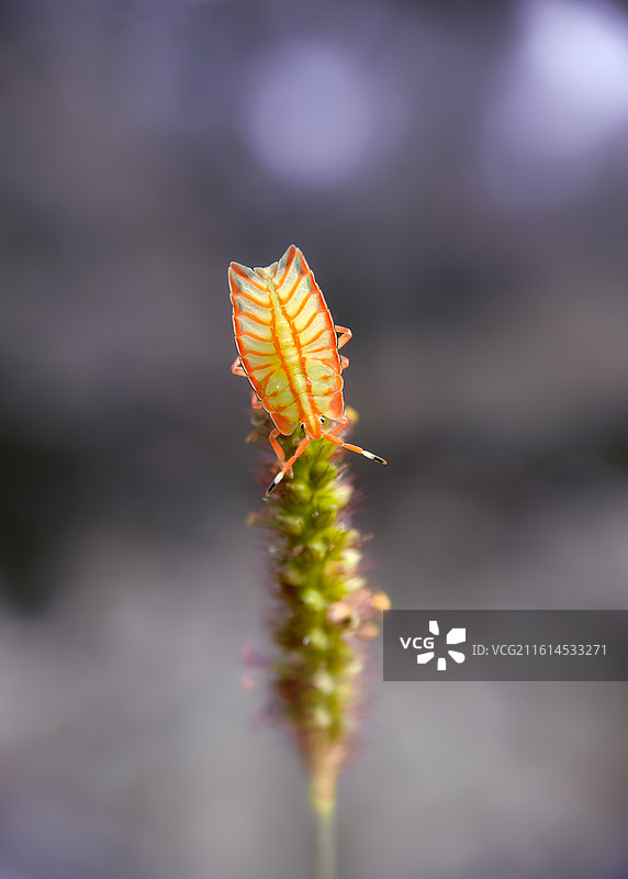 小硕蝽图片素材