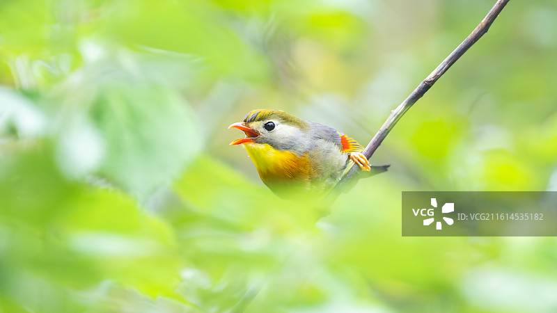 红嘴相思鸟栖息树枝图片素材