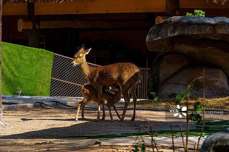 广州动物园的各种动物，汉墓盗洞图片素材