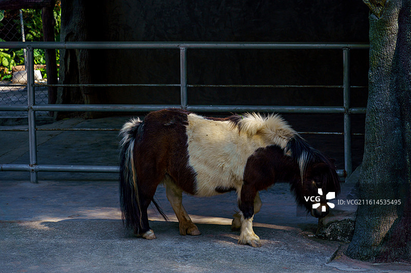 广州动物园的各种动物，汉墓盗洞图片素材